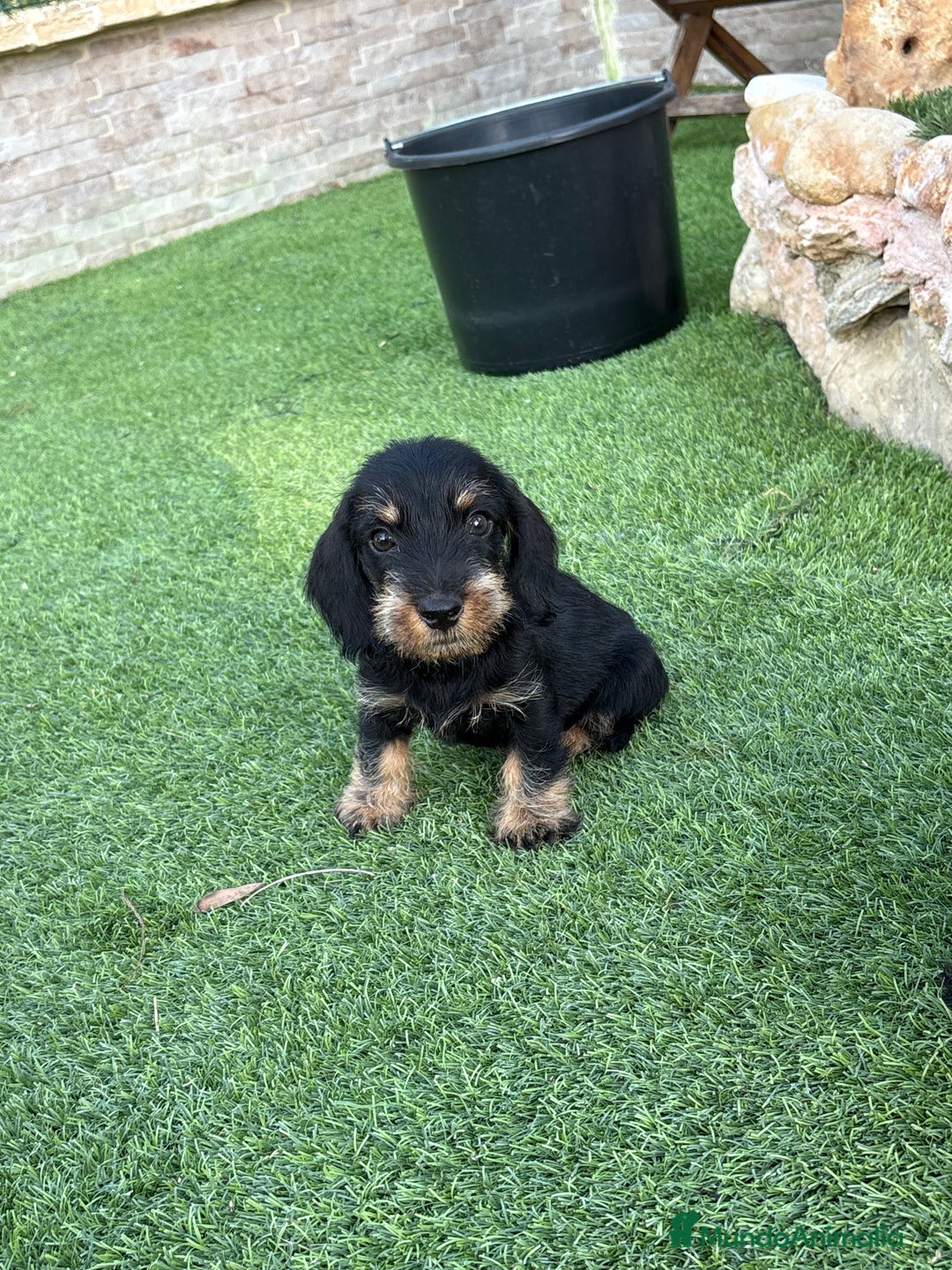 Teckel perros en venta: Teckel pelo duro  - Imagen 2