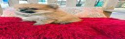 Pomerania perros en venta: Lulú pomerania toy - Anuncio 2