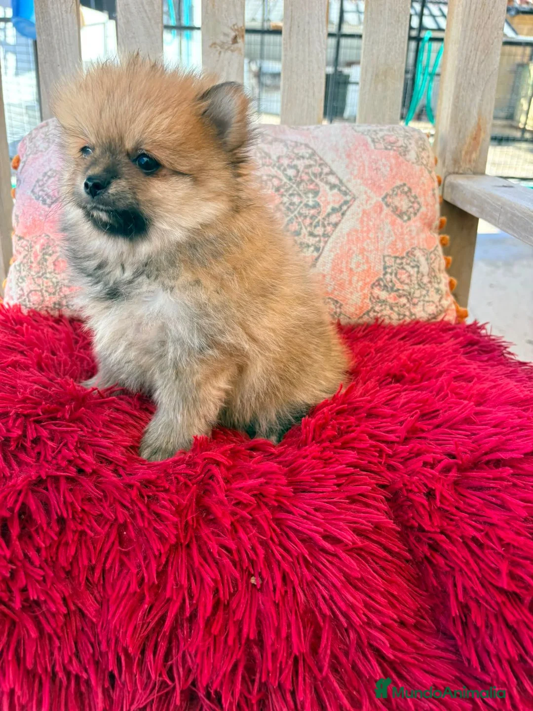 Pomerania perros en venta: Lulú pomerania toy - Anuncio 2
