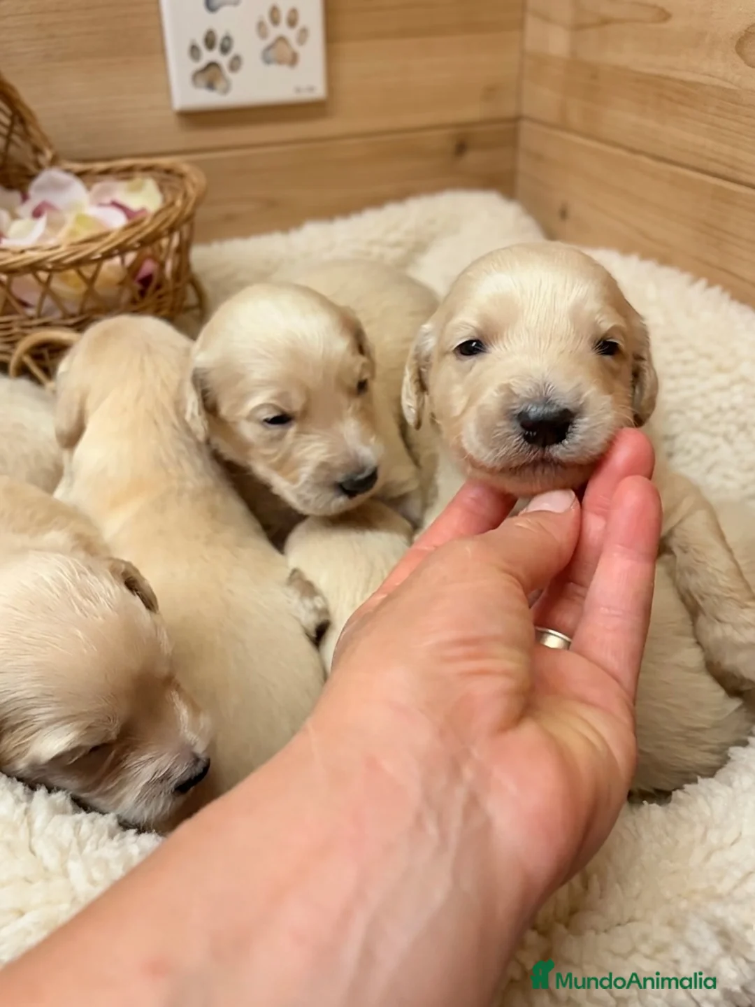 Raza Mixta perros en venta: Goldendoodle f1 - Anuncio 1