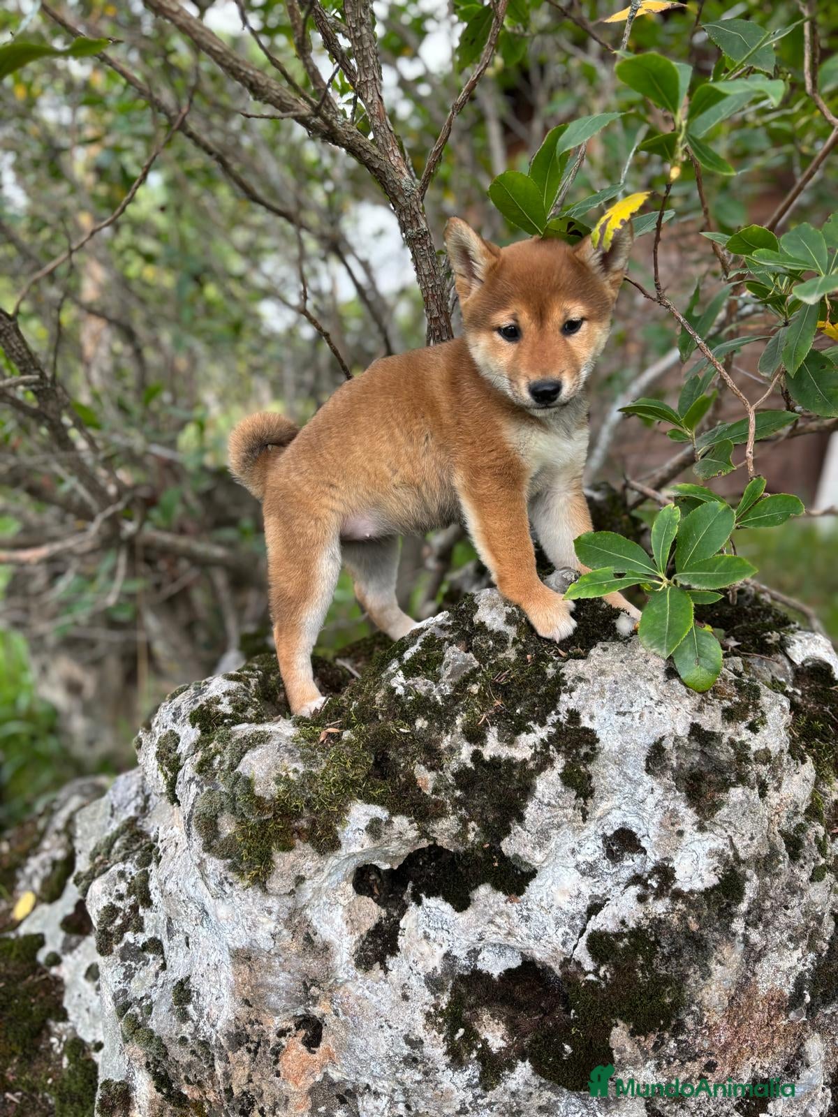 Shiba Inu perros en venta: Shiba inu hembra para entregar!! - Anuncio 3