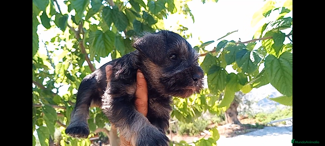 Schnauzer Miniatura perros en venta: Schnauzer Mini Camada de Lola - Imagen 5
