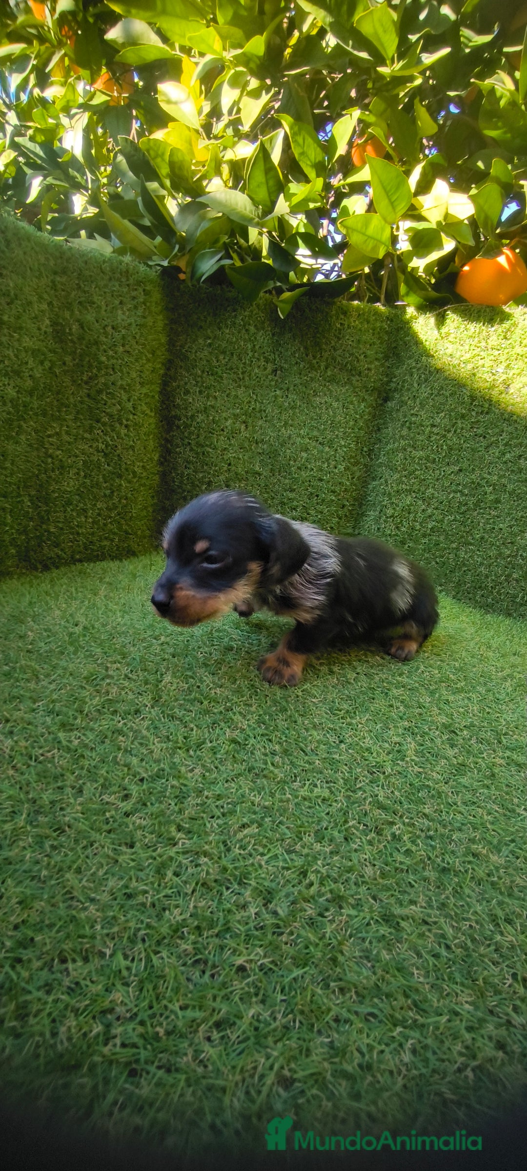 Teckel Miniatura perros en venta: camada teckel miniatura  - Anuncio 24