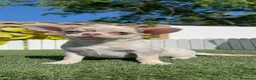 Chihuahua perros en venta: CHIHUAHUA MERLE MACHO - Anuncio 3