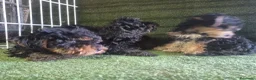 Morkie perros en venta: Cachorros Morrkie - Anuncio 4