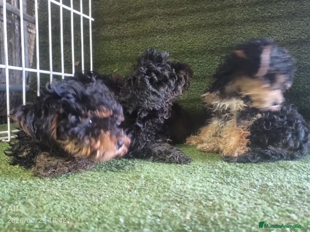 Morkie perros en venta: Cachorros Morrkie - Anuncio 4