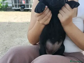 Labrador Retriever perros Última hembra labrador - Anuncio 1