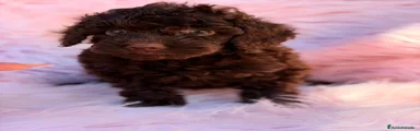 Caniche Toy 4