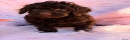 Caniche Toy perros en venta: CANICHE TOY CHOCOLATE HEMBRA - Anuncio 5