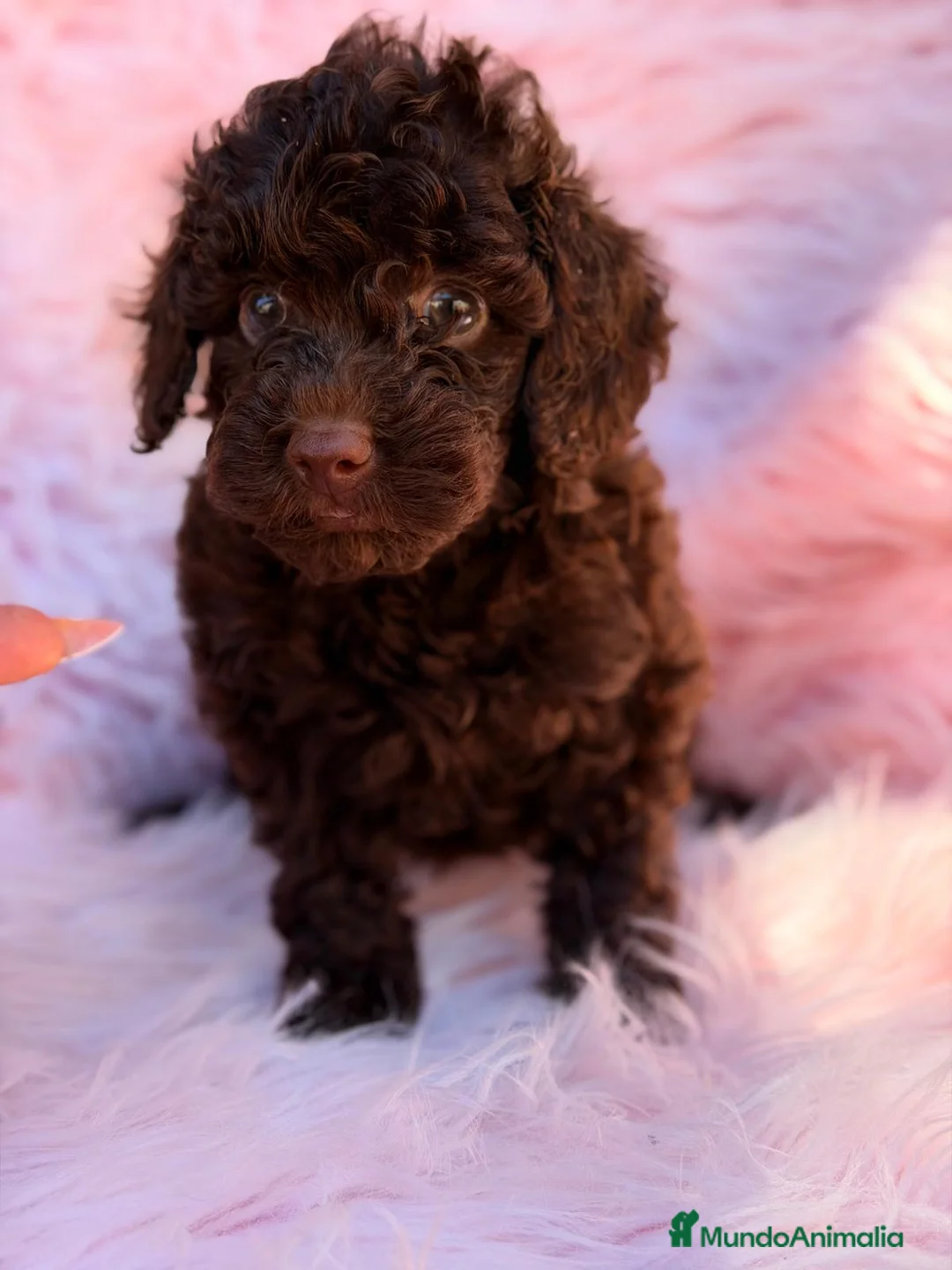 Caniche Toy perros en venta: CANICHE TOY CHOCOLATE HEMBRA - Anuncio 5