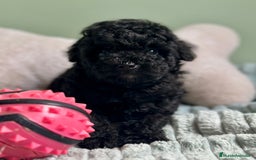 Caniche Toy perros en venta: CANICHE TOY NEGROS DISPONIBLES - Imagen 5