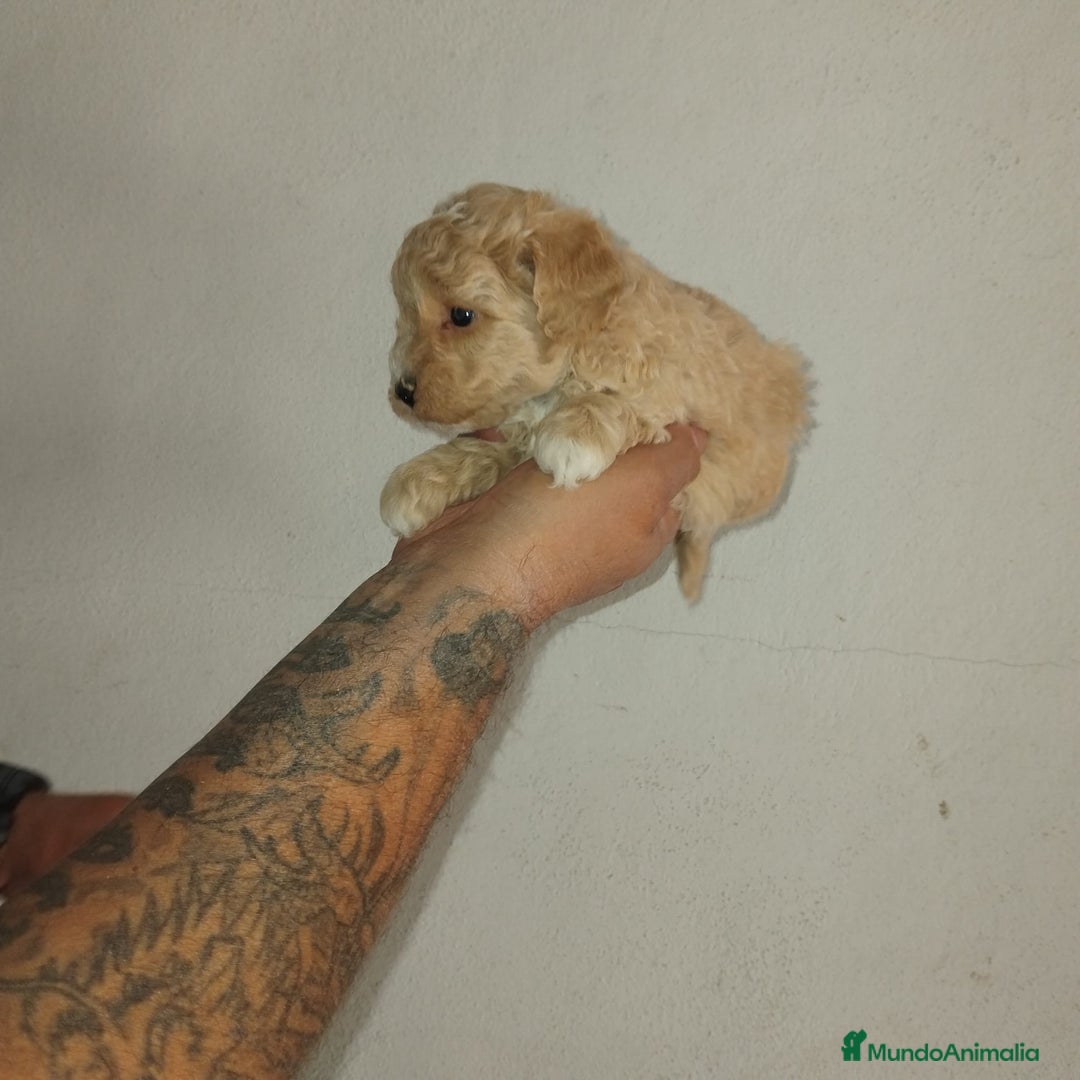 Caniche Toy perros en venta: Caniches toys apricot  - Imagen 1