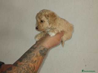 Caniche Toy perros - Anuncio 7