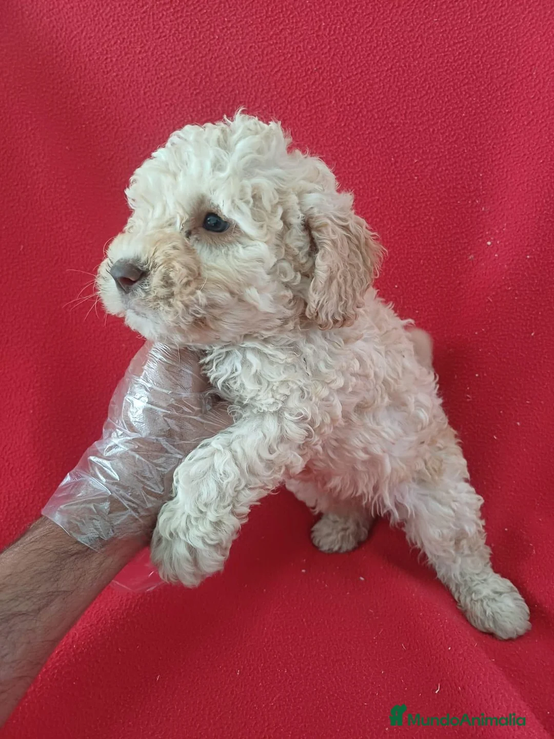 Perro de Agua Español perros en venta: Perro de Agua Español  - Anuncio 2