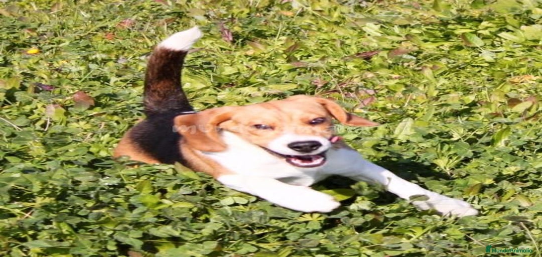 Imagen de galería {{count}}