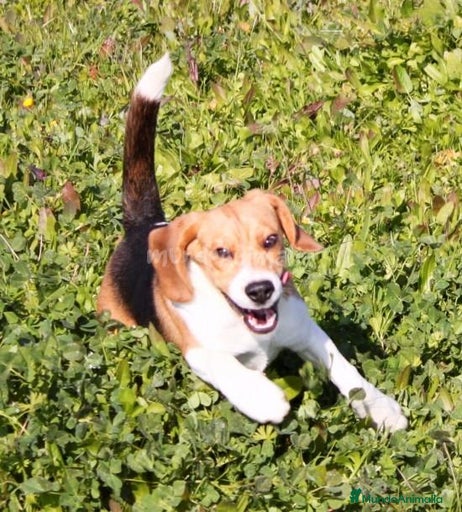 Imagen de galería {{count}}