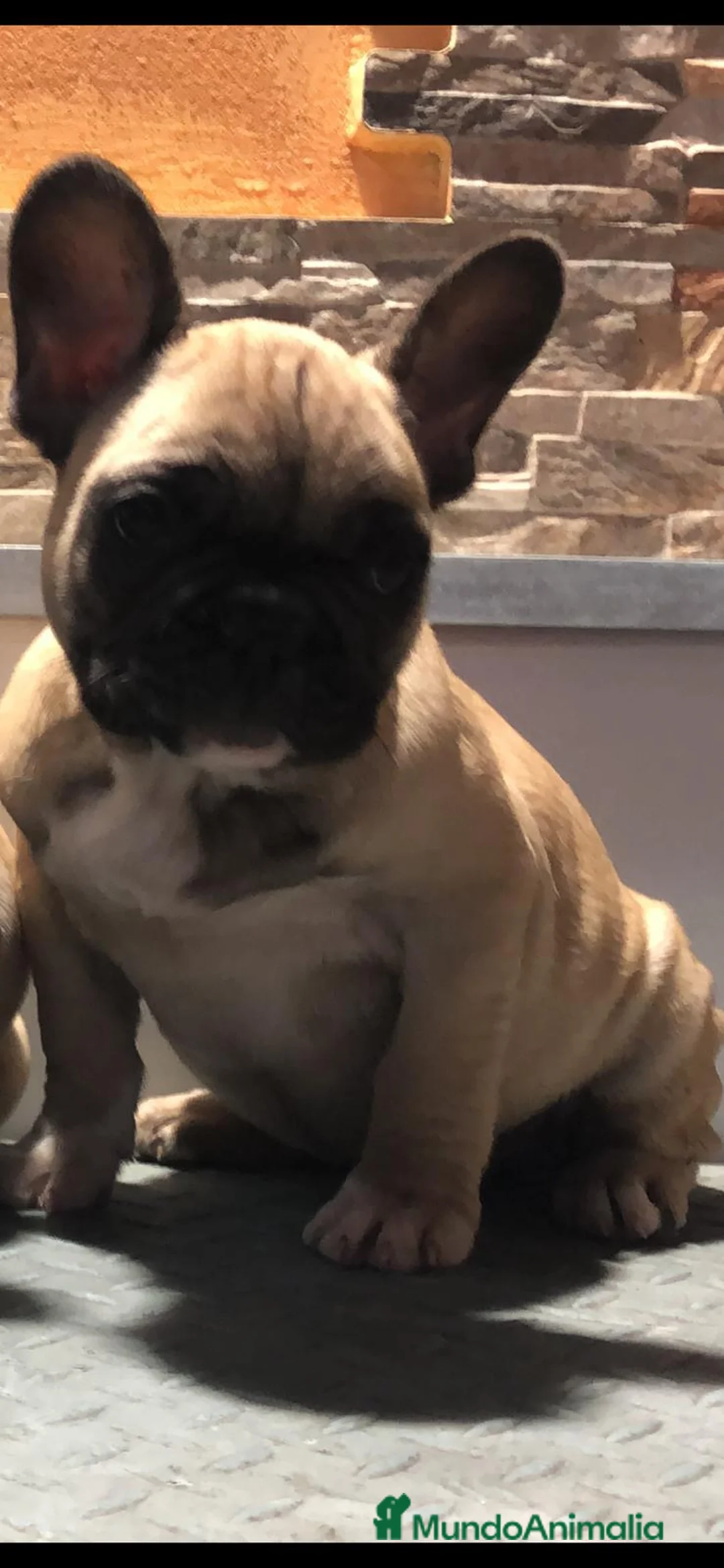 Bulldog Francés perros en venta: Bulldog frances  - Anuncio 3