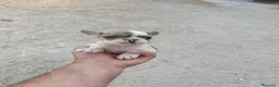 Bulldog Francés perros en venta: Bulldog francés  - Anuncio 4