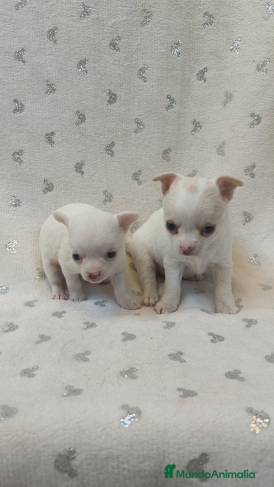 Chihuahua perros en venta: Chihuahua macho y hembra  - Imagen 6