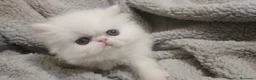 Persa gatos en venta: Hembra de persa chinchilla  - Anuncio 1