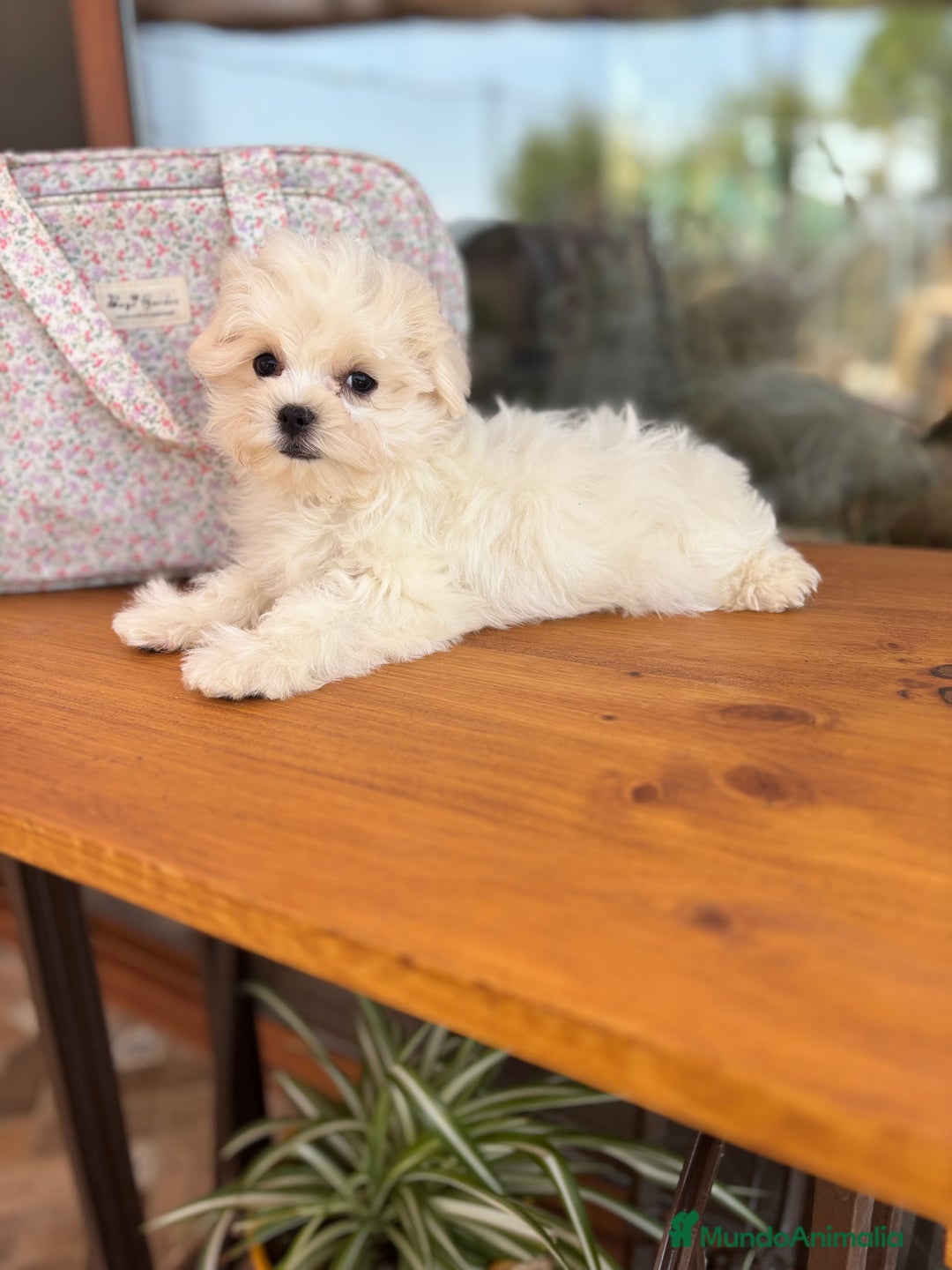 Bichón Maltés perros en venta: Bichon Maltés cachorro disponible  - Imagen 3
