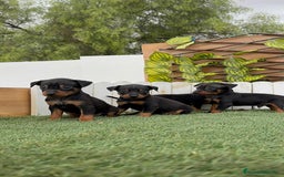 Pinscher Miniatura perros en venta: Pinscher - Imagen 15