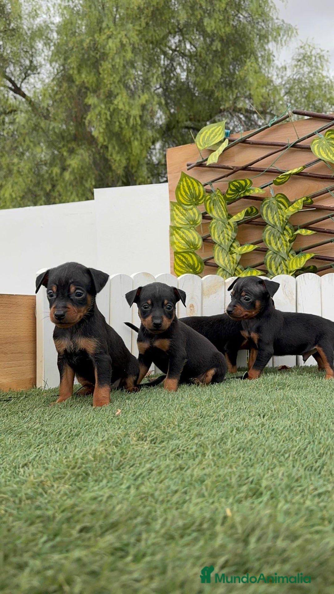 Pinscher Miniatura perros en venta: Pinscher - Imagen 15