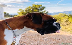 Boxer perros en venta: Boxer - Imagen 16