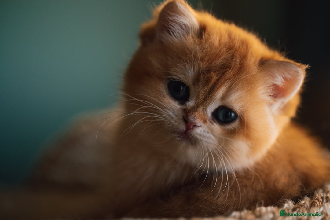 Británico de Pelo Corto gatos en venta: Niñas british golden chinchilla  - Anuncio 3