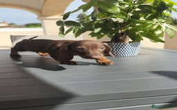 Teckel Miniatura perros en venta: Teckel mini chocolate ♂️🍫 - Imagen 3