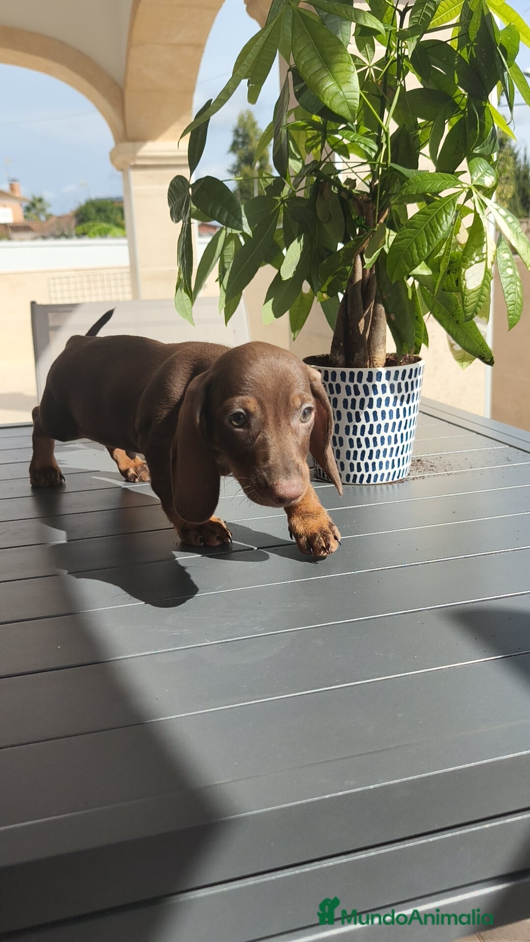 Teckel Miniatura perros en venta: Teckel mini chocolate ♂️🍫 - Imagen 3