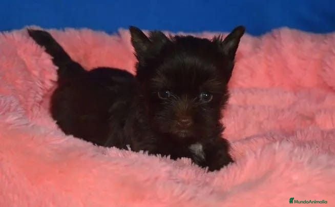 Biewer Yorkshire Terrier a la Pom Pon perros Cachorros Yorkshire Biewer - Anuncio 5
