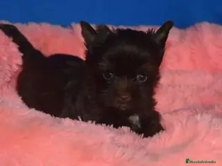 Biewer Yorkshire Terrier a la Pom Pon perros Cachorros Yorkshire Biewer - Anuncio 5