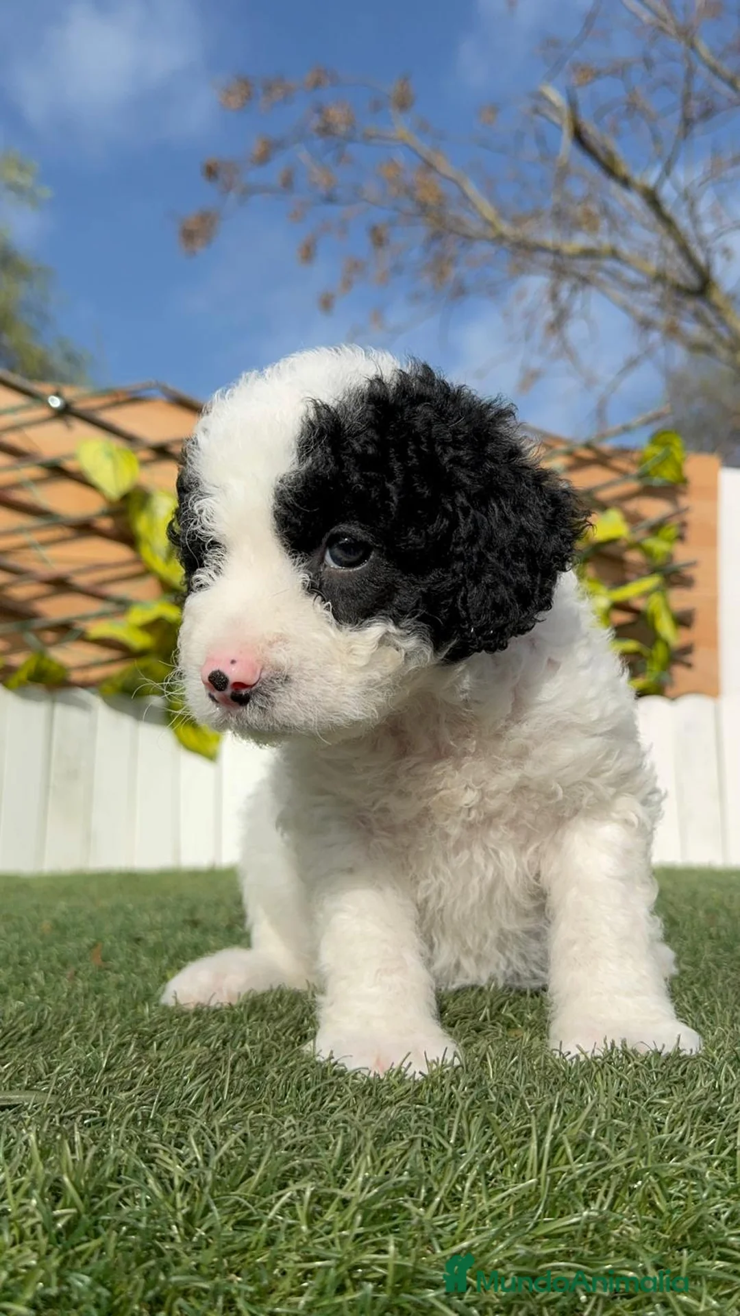 Perro de Agua Español perros en venta: PERRO DE AGUA HEMBRA - Anuncio 4