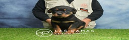 Rottweiler perros en venta: NO SON SIMPLEMENTE CACHORROS DE ROTTWEILER… - Anuncio 3