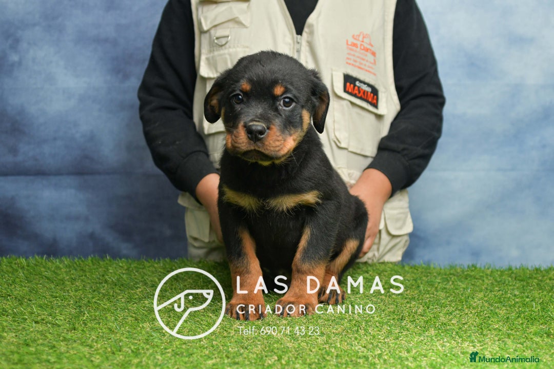 Rottweiler perros en venta: NO SON SIMPLEMENTE CACHORROS DE ROTTWEILER… - Anuncio 3