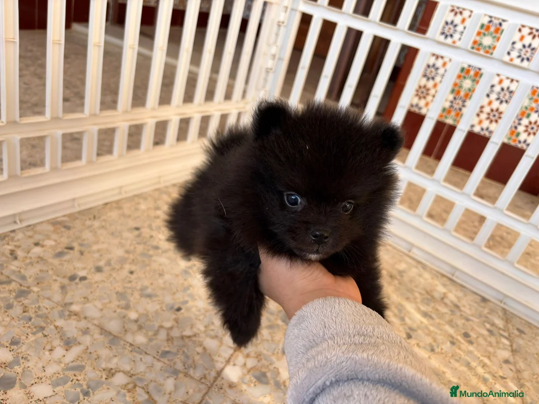 Pomerania perros en venta: Pomeranias - Anuncio 2