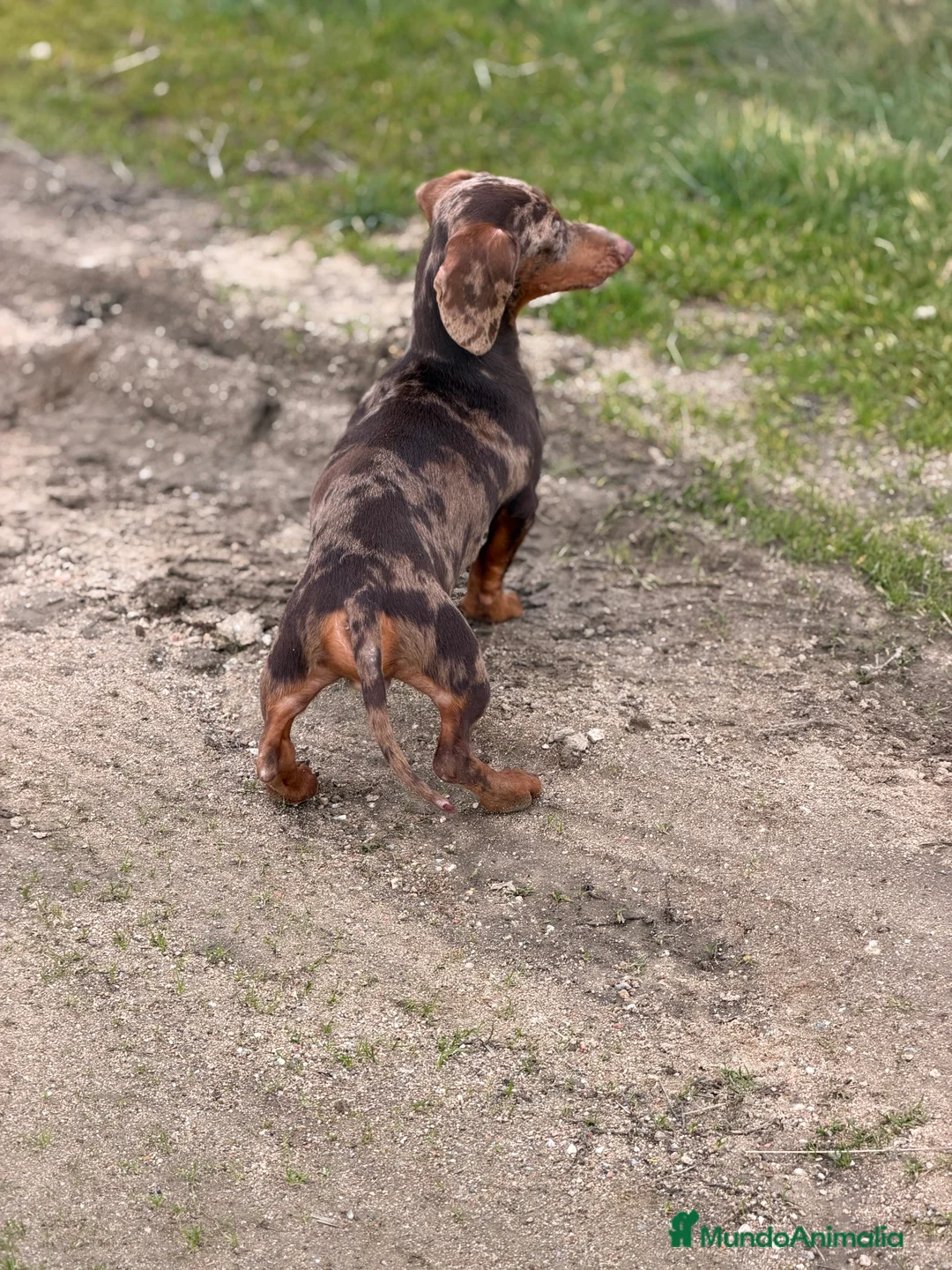 Teckel Miniatura perros en venta: Teckel arlequín chocolate  - Anuncio 2