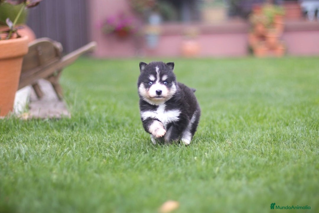 Pomsky perros en venta: Pomsky Toy F3 - Imagen 9