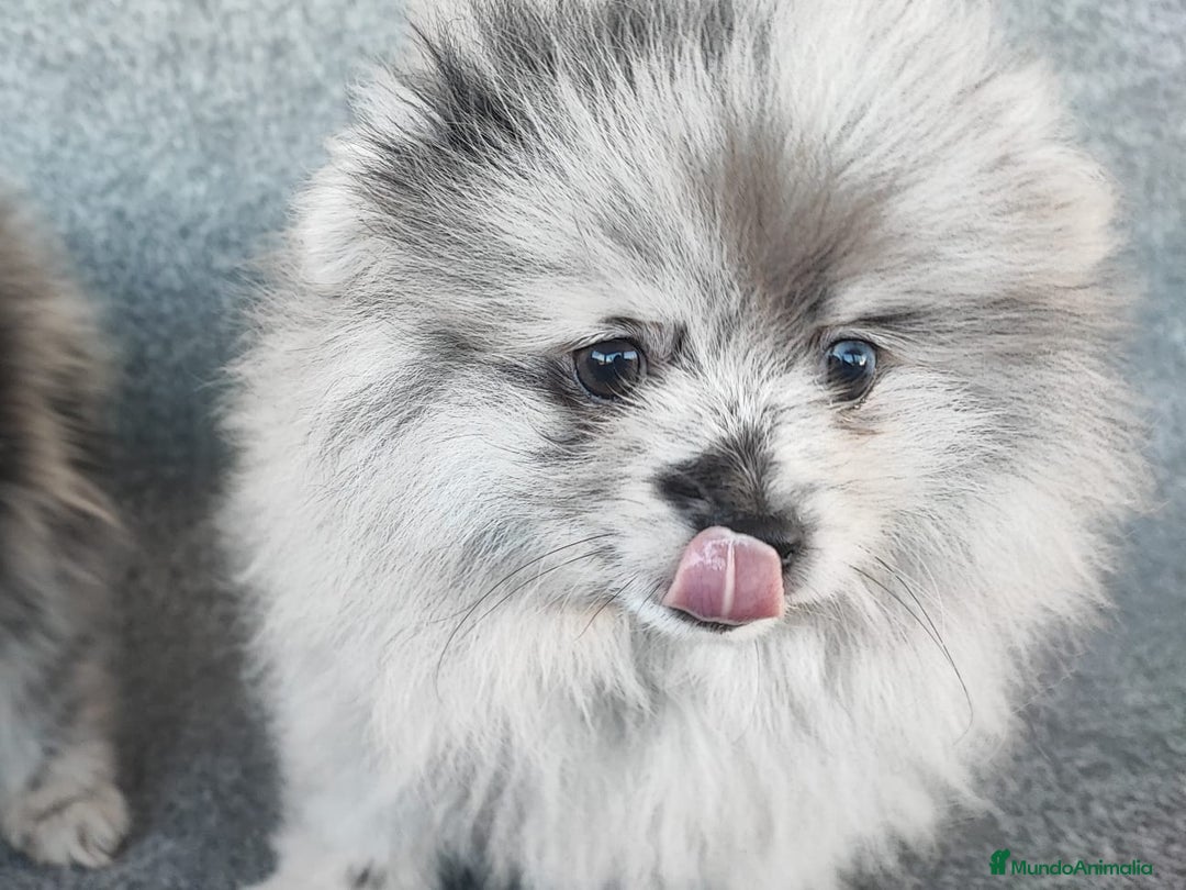 Pomerania perros en venta: POMERANIA MERLE - Anuncio 5