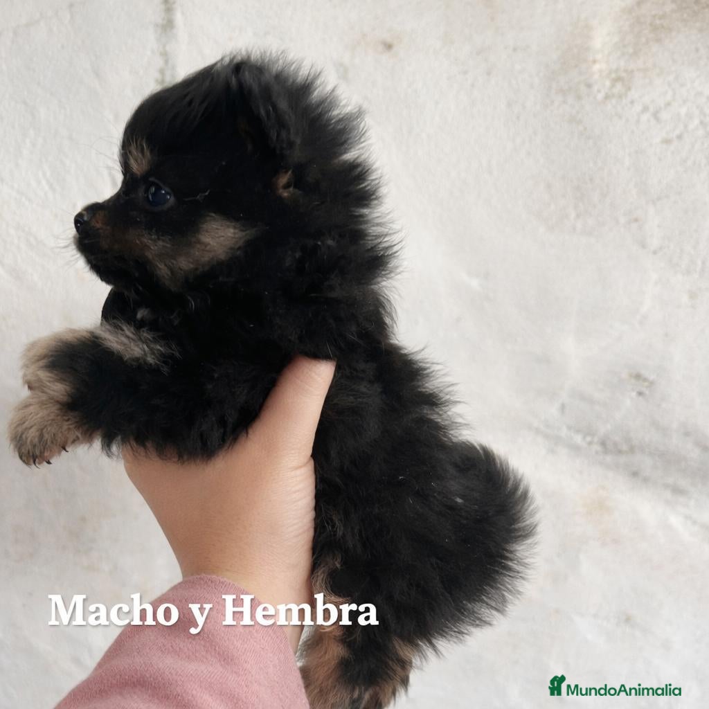 Pomerania perros Pomeranias mini peluches - Anuncio 33