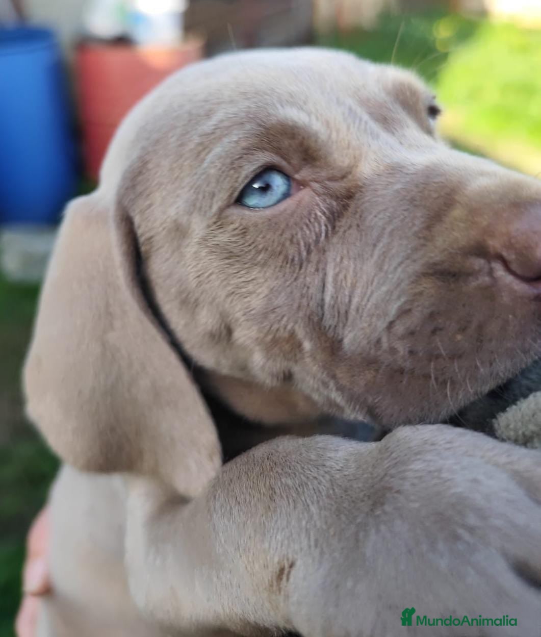 Weimaraner perros Braco de weimar últimos dos cachorros!! - Anuncio 1