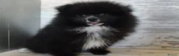 Spitz pequeño - Kleinspitz perros en venta: SPITZ ALEMAN. POMERANIA - Anuncio 2