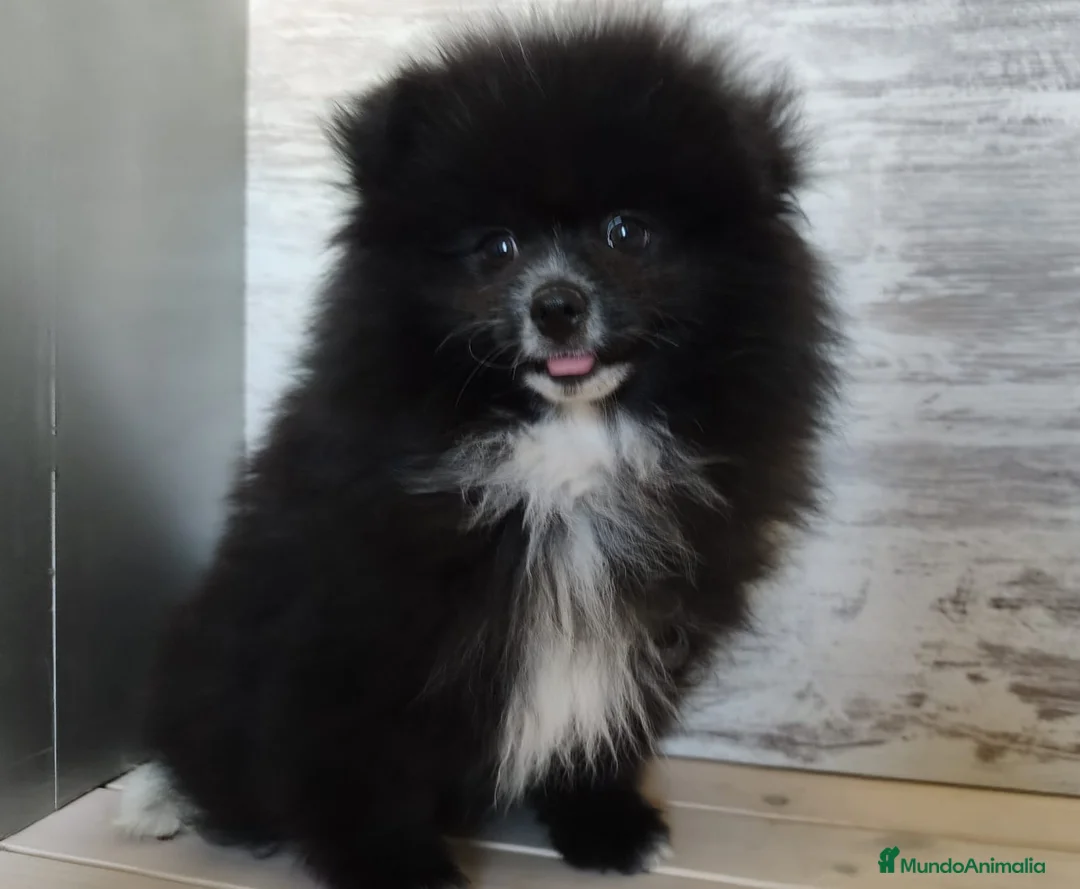 Spitz pequeño - Kleinspitz perros en venta: SPITZ ALEMAN. POMERANIA - Anuncio 2
