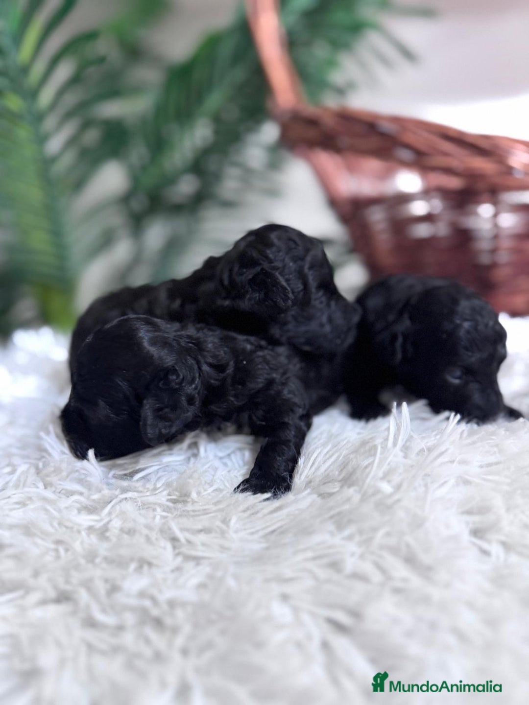 Caniche Toy perros en venta: CANICHE TOY - Imagen 6