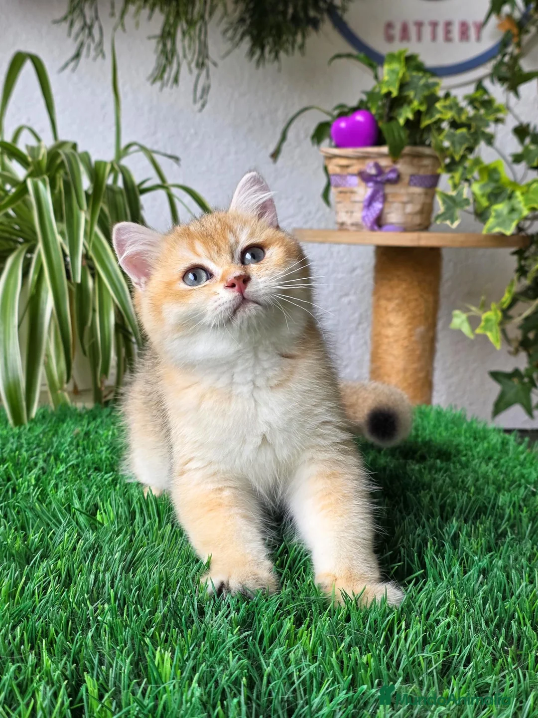 Británico de Pelo Corto gatos en venta: Gatitos british shorthair  - Anuncio 6