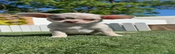 Chihuahua perros en venta: CHIHUAHUA MERLE - Anuncio 6