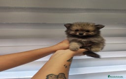 Pomerania perros en venta: Pomerania toy 💥💥2 machos 💥💥 - Imagen 4