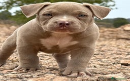 American Bully perros en venta: 💎🐾 CACHORROS AMERICAN BULLY – ¡LA MEJOR LÍNEA! - Imagen 2
