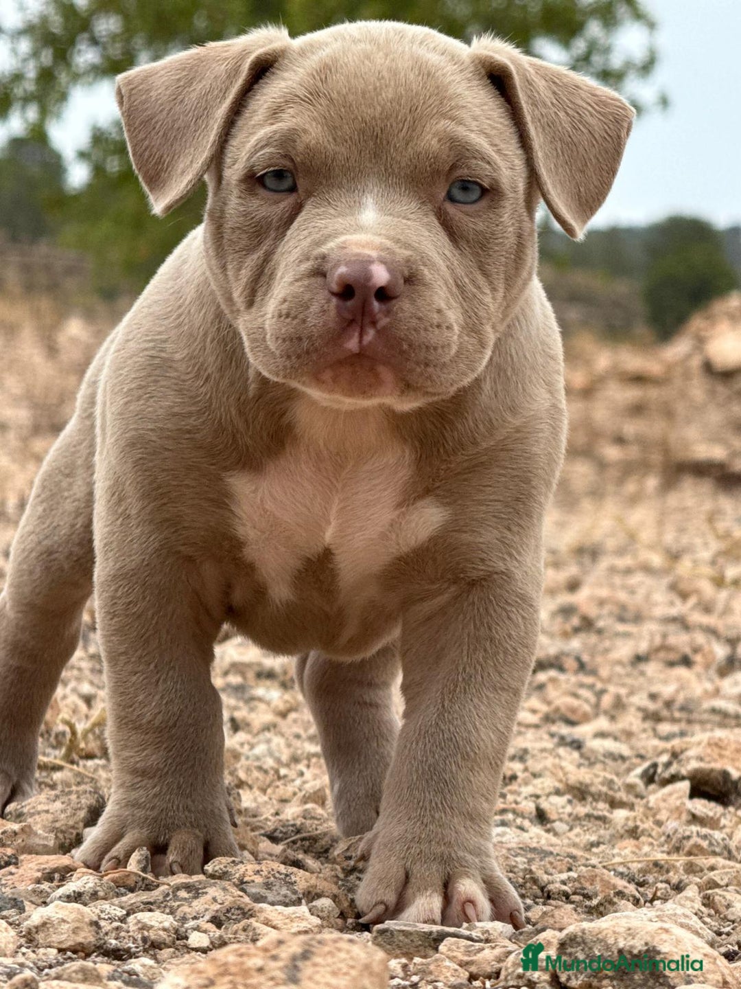 American Bully perros en venta: 💎🐾 CACHORROS AMERICAN BULLY – ¡LA MEJOR LÍNEA! - Imagen 2